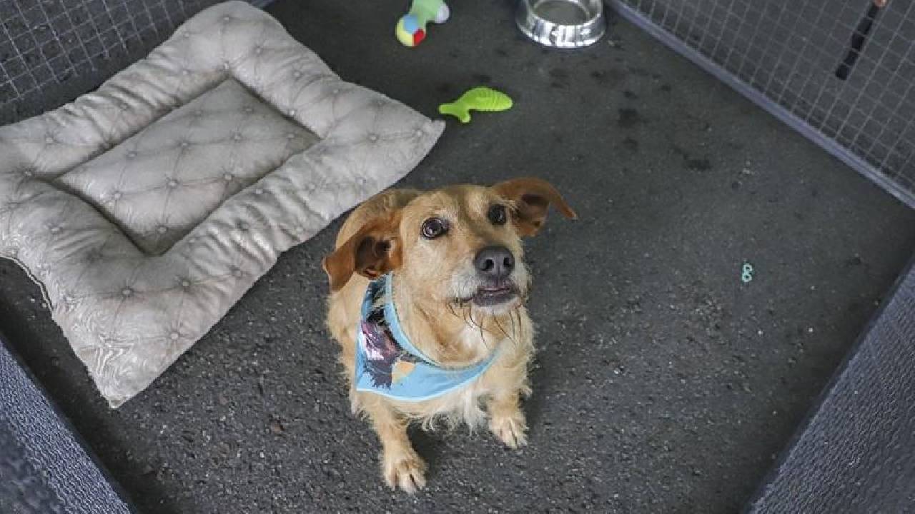 Amigo Bicho terá orientações sobre a Lei Lili e microchipagem gratuita