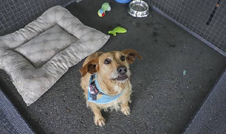 Amigo Bicho terá orientações sobre a Lei Lili e microchipagem gratuita