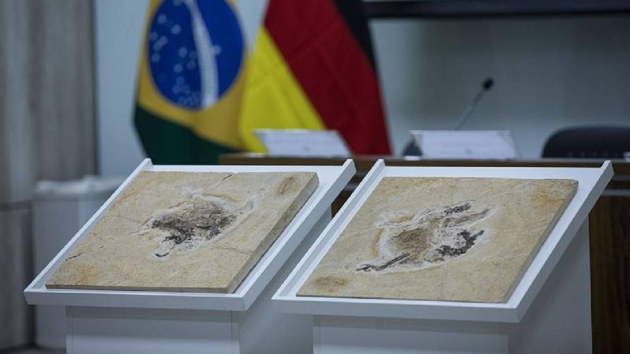Brasil cobra devolução de dinossauros que estão em 14 países
