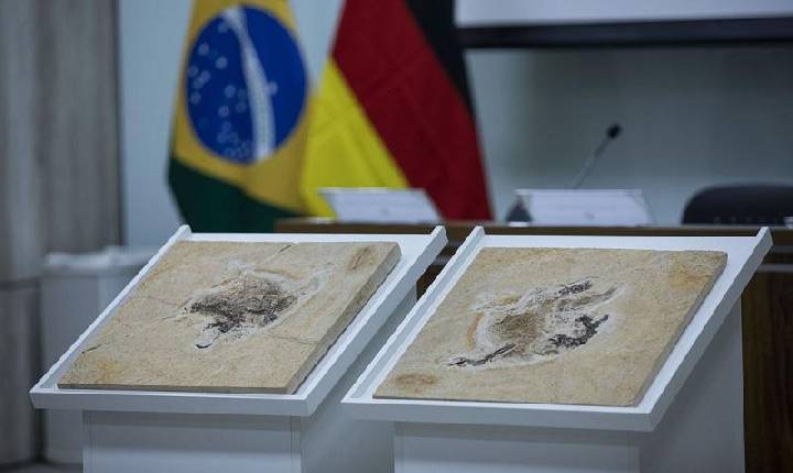 Brasil cobra devolução de dinossauros que estão em 14 países