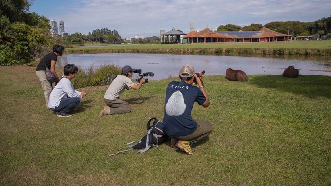 Capivaras de Curitiba viram estrelas internacionais na TV japonesa NHK