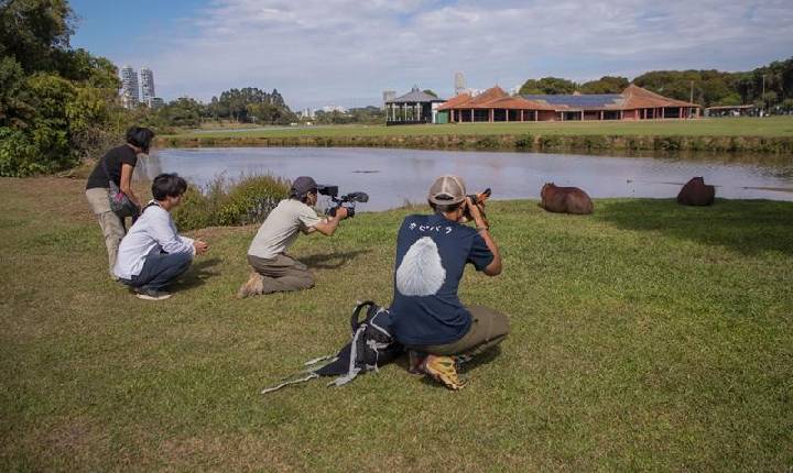 Capivaras de Curitiba viram estrelas internacionais na TV japonesa NHK