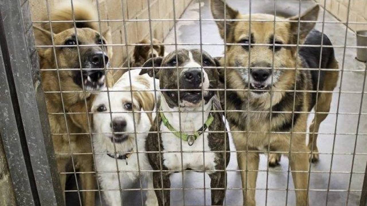 Comissão aprova demissão por justa causa  por maus-tratos contra animais