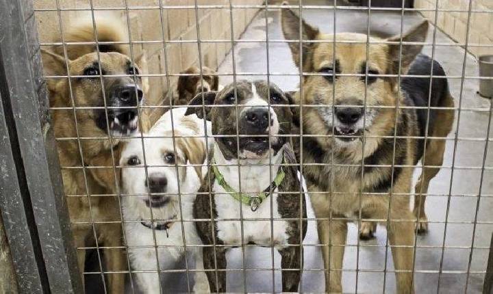 Comissão aprova demissão por justa causa  por maus-tratos contra animais