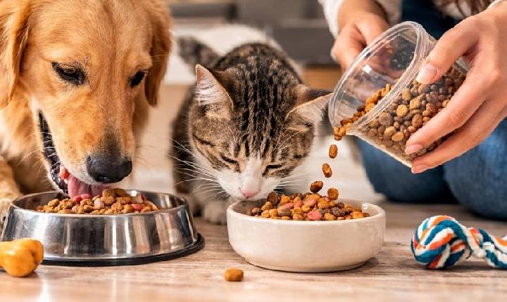 Como escolher a ração certa para o seu pet: guia completo para uma alimentação saudável