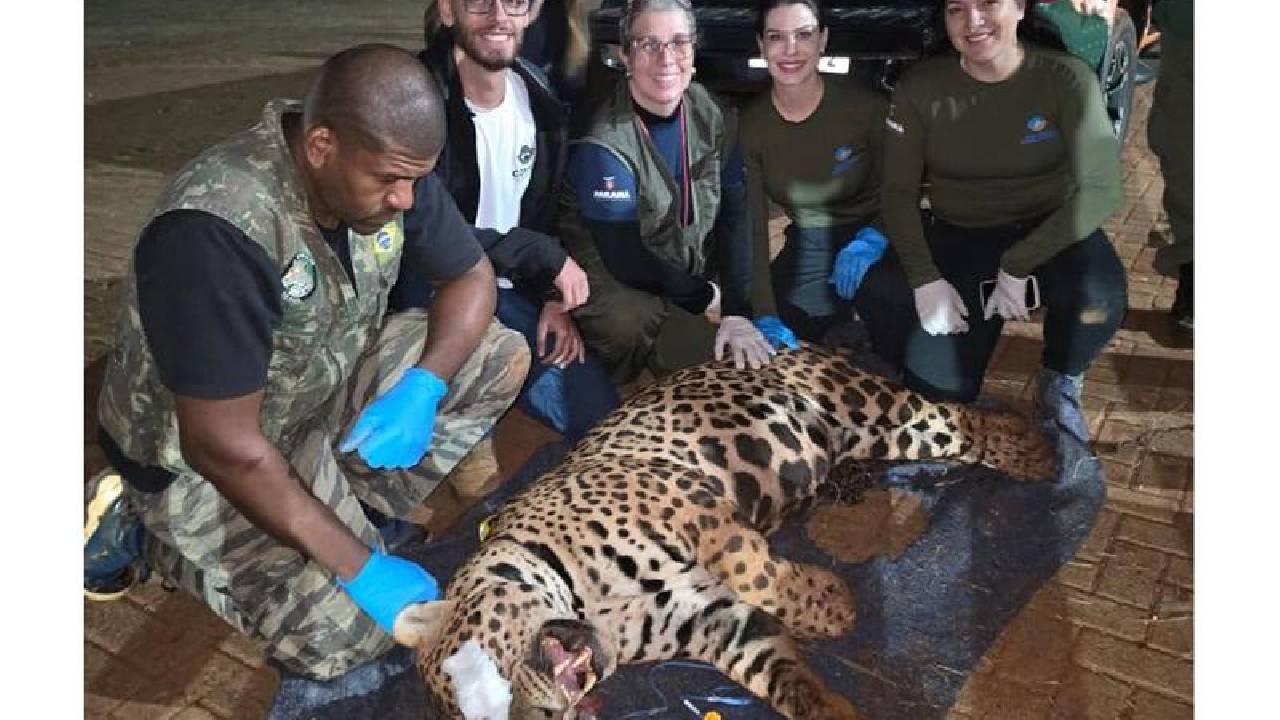 Paraná. IAT captura onça-pintada em Mandaguari