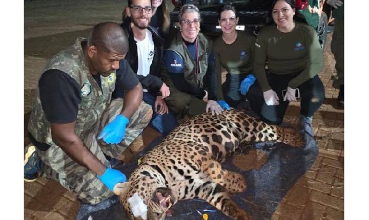 Paraná. IAT captura onça-pintada em Mandaguari