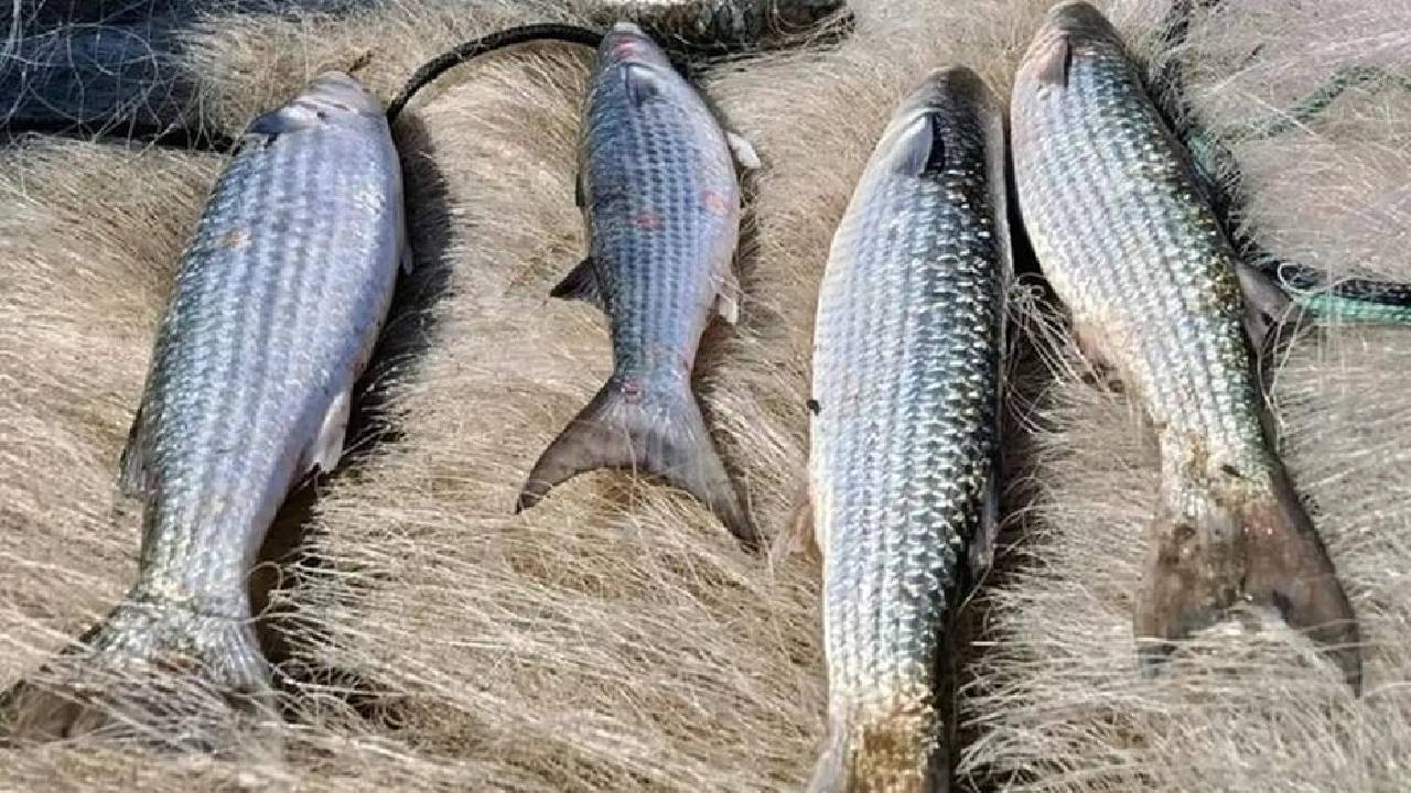 Pesca de tainha por arrasto de praia está suspensa