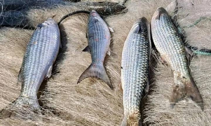 Pesca de tainha por arrasto de praia está suspensa