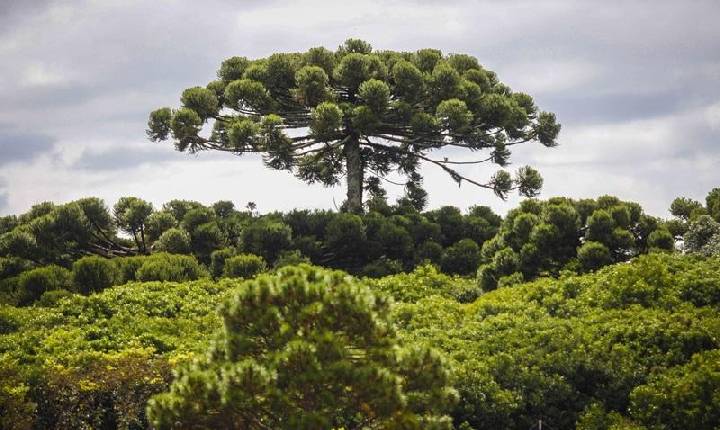 preservar a araucária em Curitiba? Participe do Pinhão Curitibano