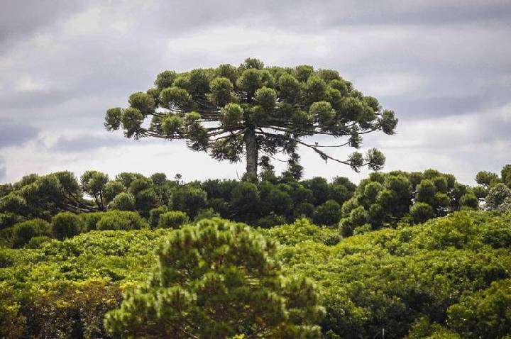 preservar a araucária em Curitiba? Participe do Pinhão Curitibano