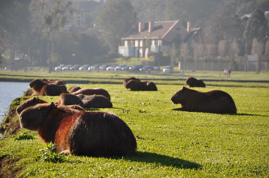Curitiba a cidade mais verde do país e da América Latina