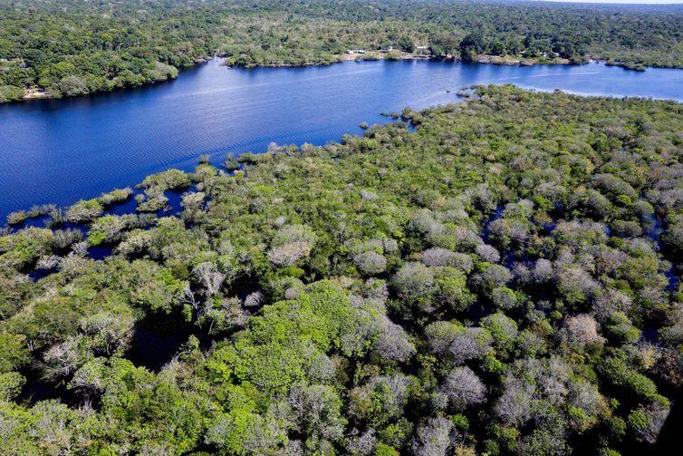 Saiba como títulos verdes possibilitam reflorestamento na Amazônia