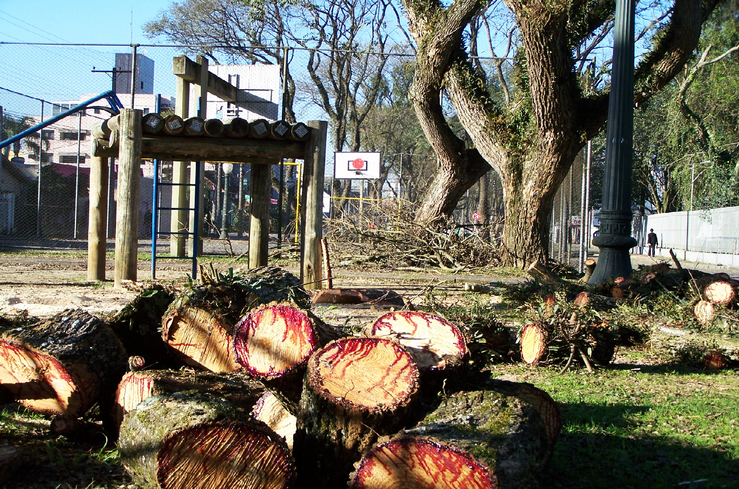 Desmatamento Urbano em Curitiba: Árvores São Derrubadas nas Praças e Ruas Sem Critério Ambiental