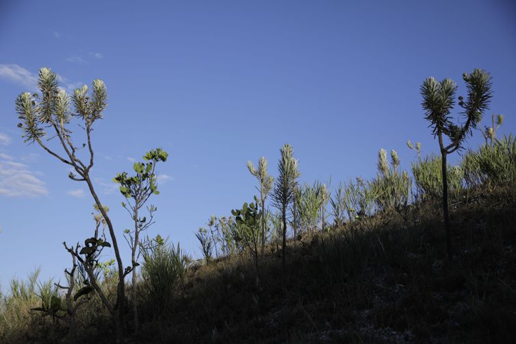 Dia do Cerrado: bioma é o segundo mais ameaçado no país