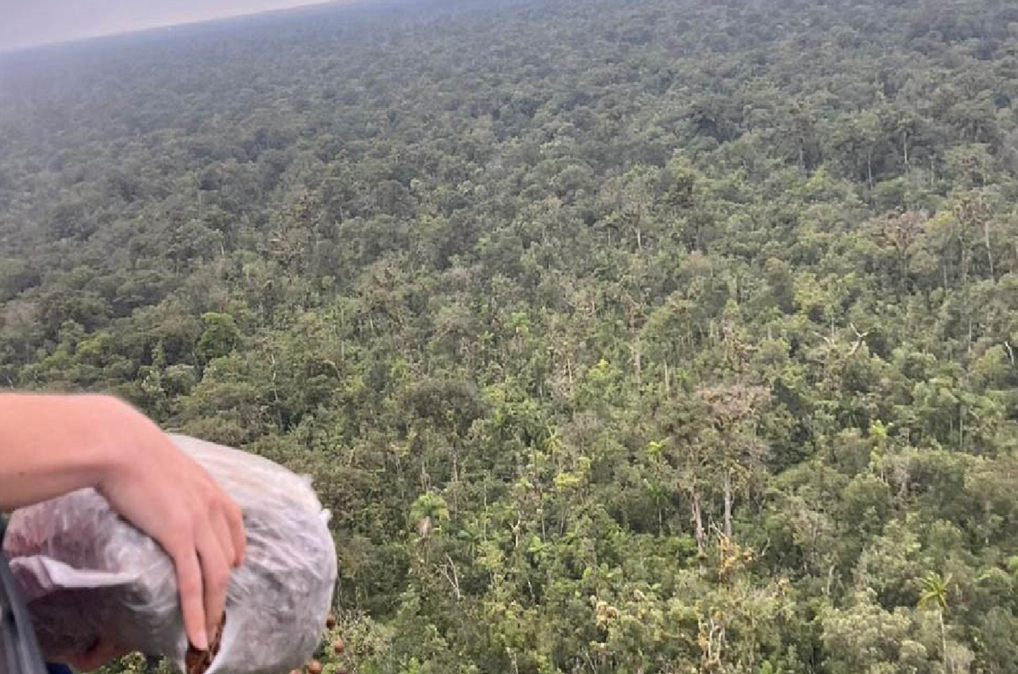 IAT dispersa 50 mil sementes de palmito-juçara em Unidades de Conservação do Litoral