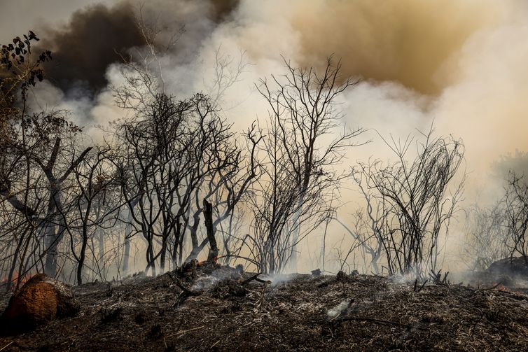 ICMBio suspeita de incêndio criminoso na Floresta Nacional de Brasília