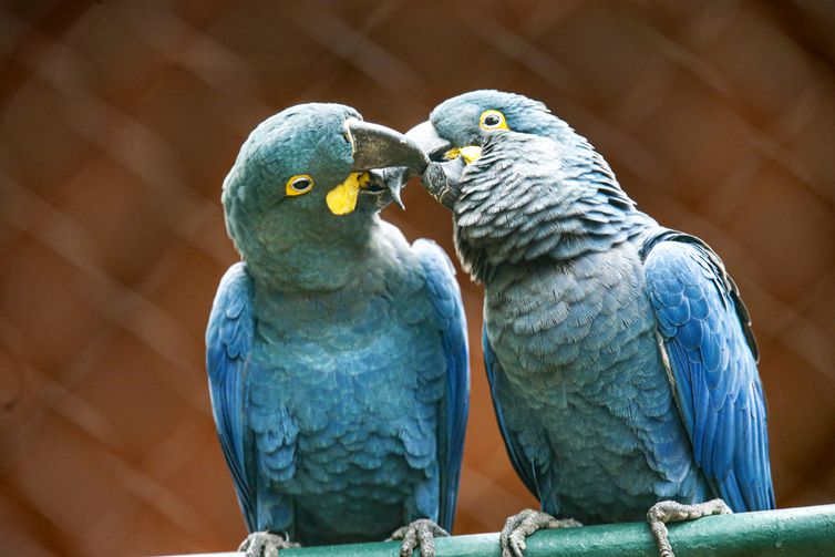 Zoo de SP mostra arara-azul-de-lear ao público pela primeira vez