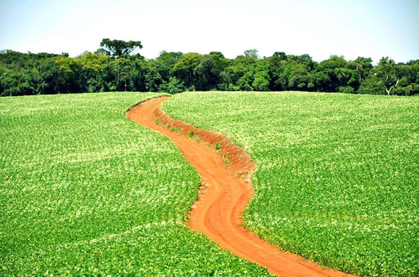 Agronegócios 2024: Paraná se Prepara para Colheita Recorde de Soja