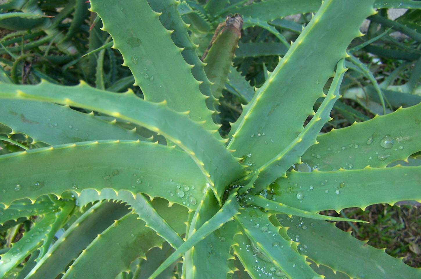 Babosa nos Cabelos: O Segredo Natural para Fortalecer as Raízes e Revitalizar Seus Cabelos