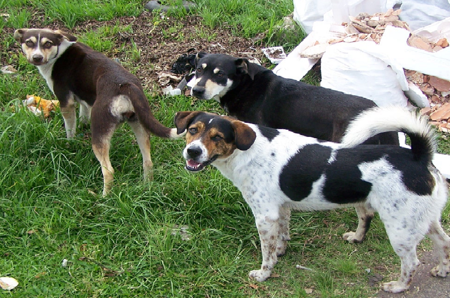Cachorros são mais que pets de raça – são parceiros para a vida!