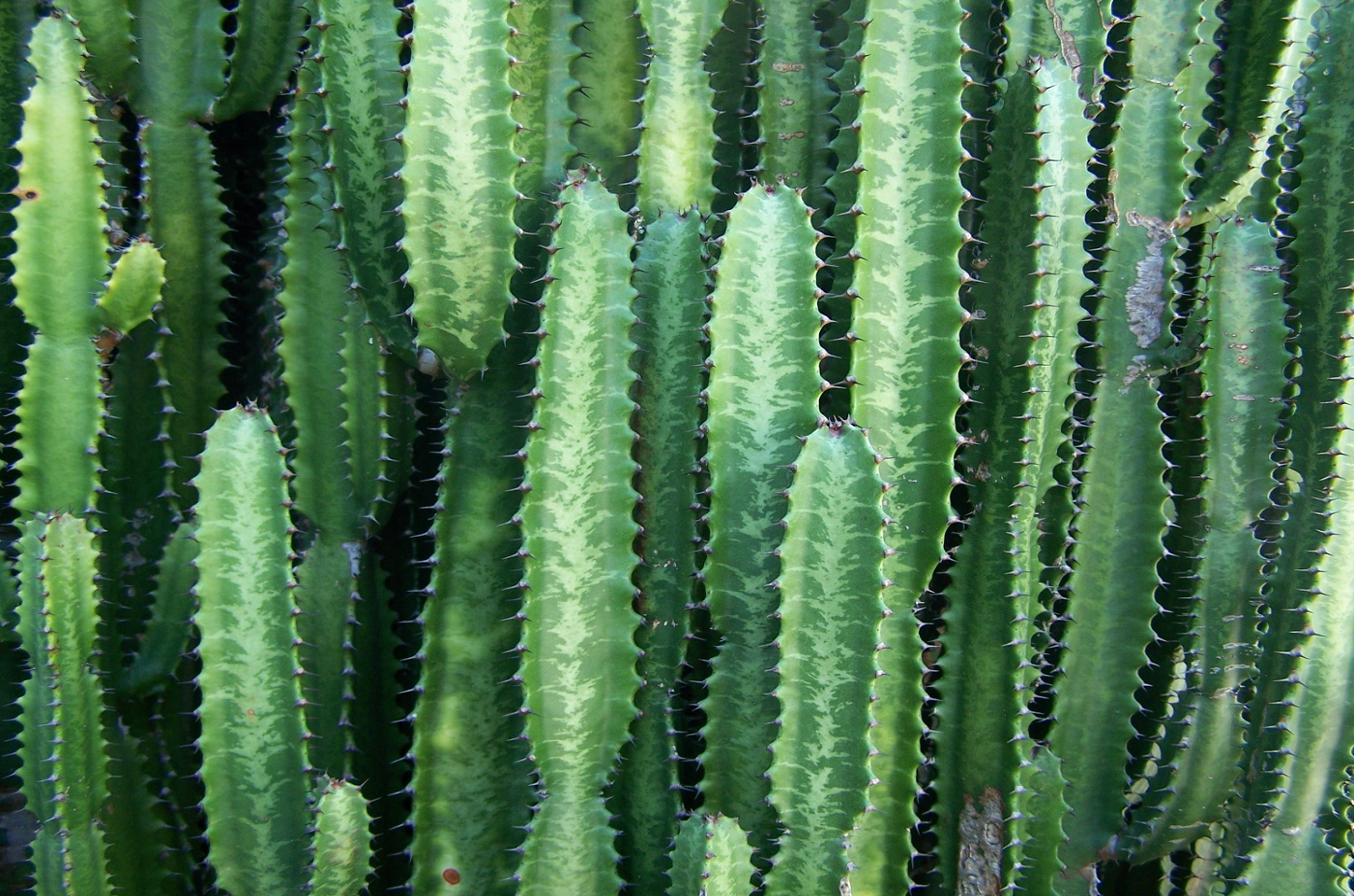 Cactos na Decoração: Elegância Natural em Sua Casa