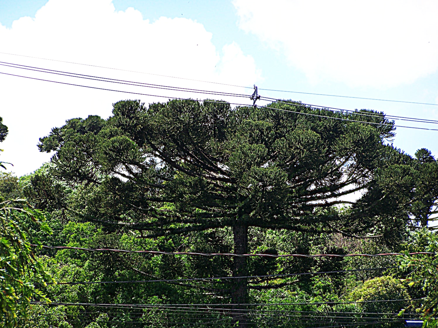 natureza - Araucárias Sobrevivem na Paisagem Urbana do Sul do País
