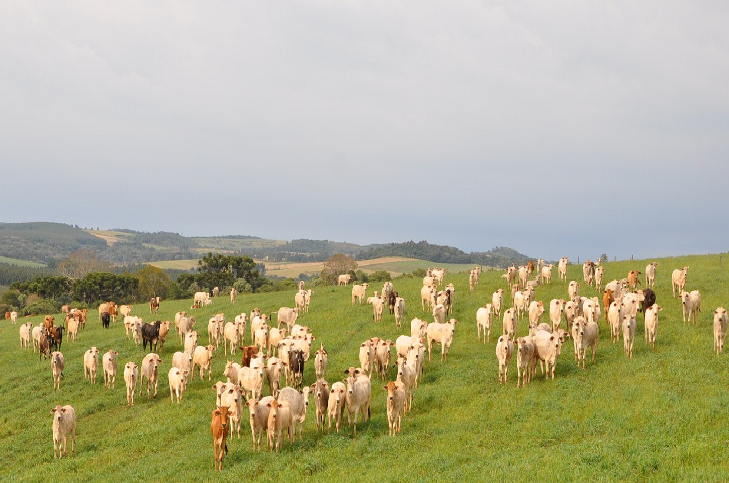 Pecuária: Brasil projeta Recorde Histórico nas Exportações de Carnes