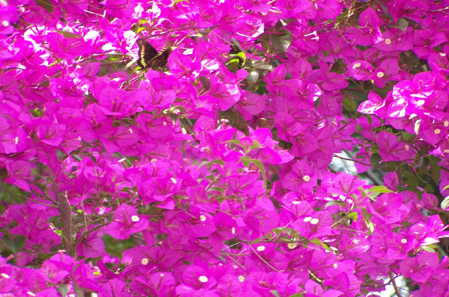 Primavera em Flor: Celebrando a Renovação e a Beleza da Estação