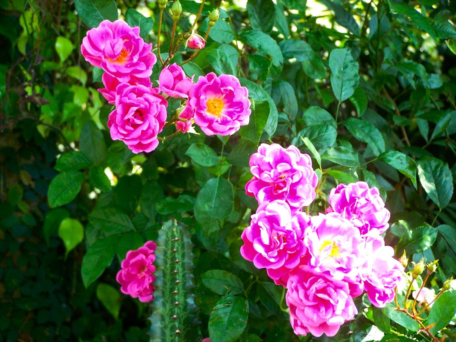 Rosas: Por Que as Mulheres Amam as Rosas?