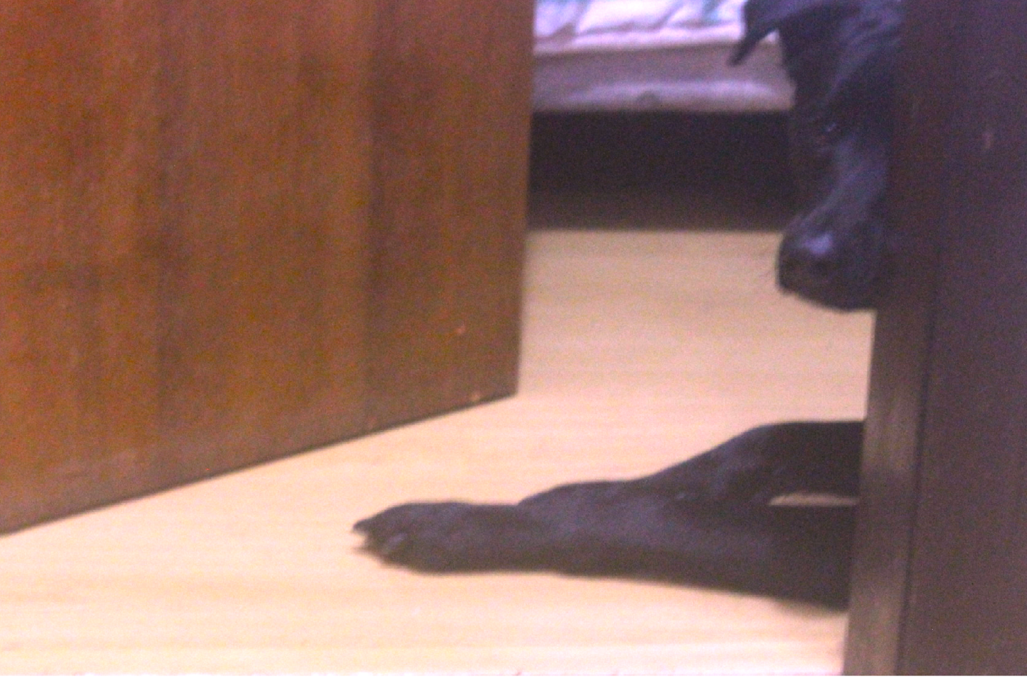 Seu pet pode estar depressivo e você não perceber: entenda os sinais e como ajudar