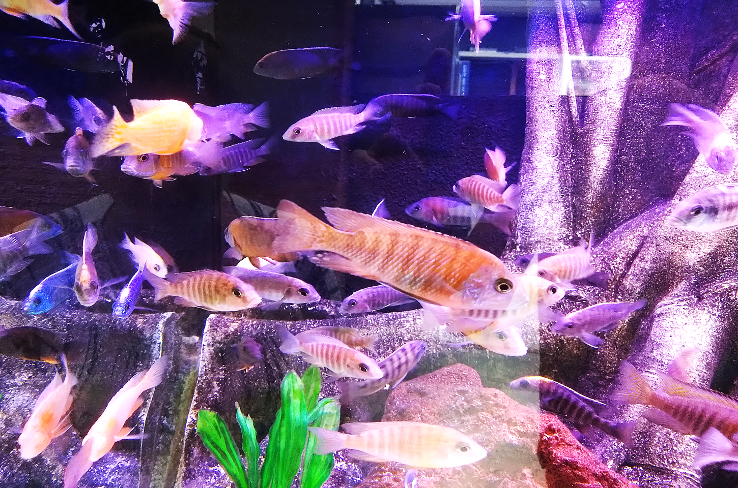 Aquarismo: O passatempo Terapêutico que Transforma Seu Ambiente e Sua Mente