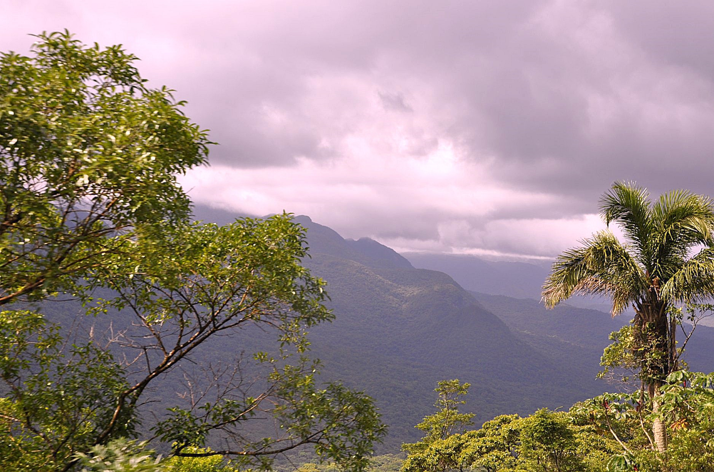 Floresta Atlântica em risco: um dos biomas mais ricos do mundo enfrenta a extinção