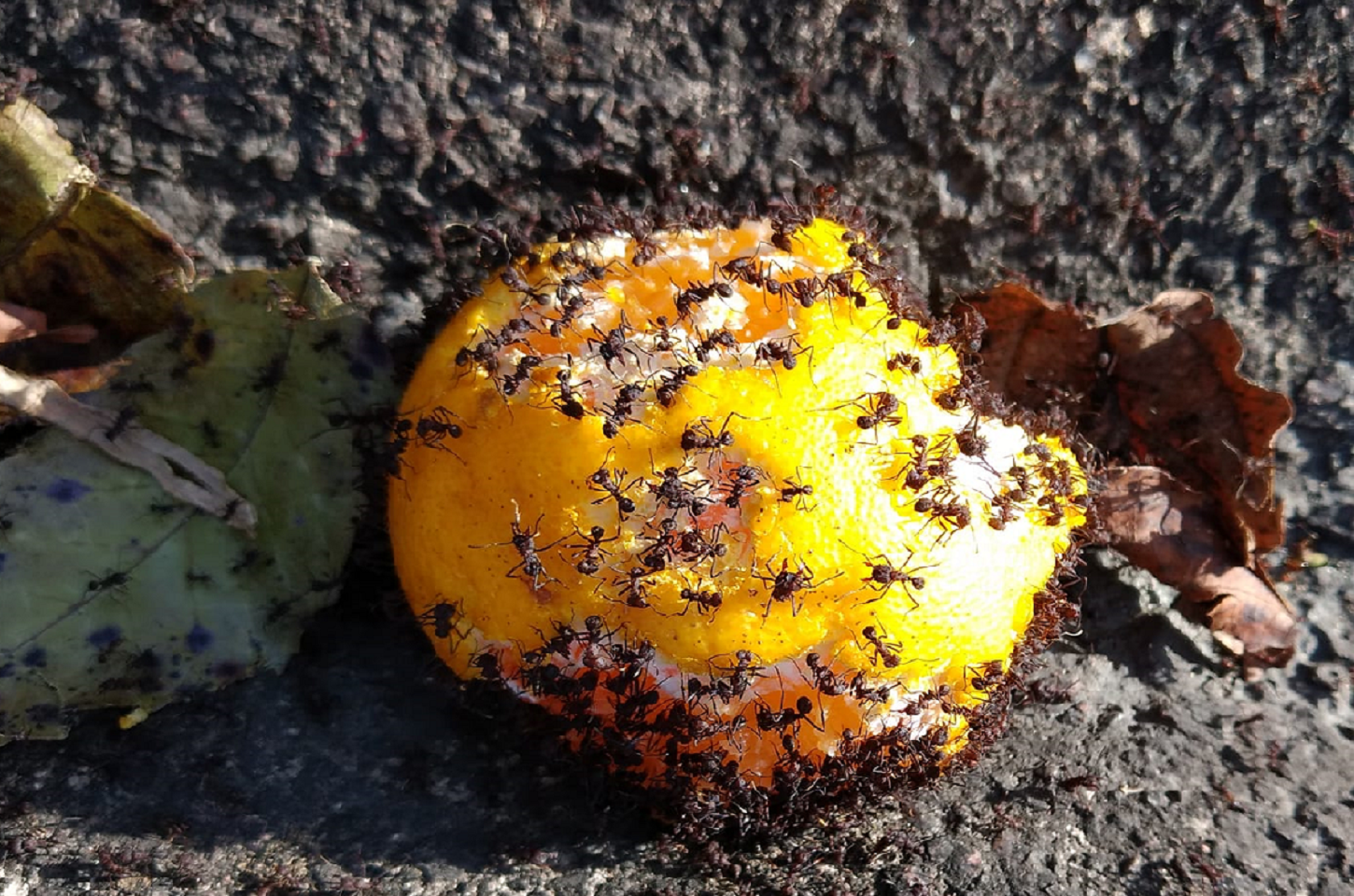 Formigas: As Devoradoras da Natureza