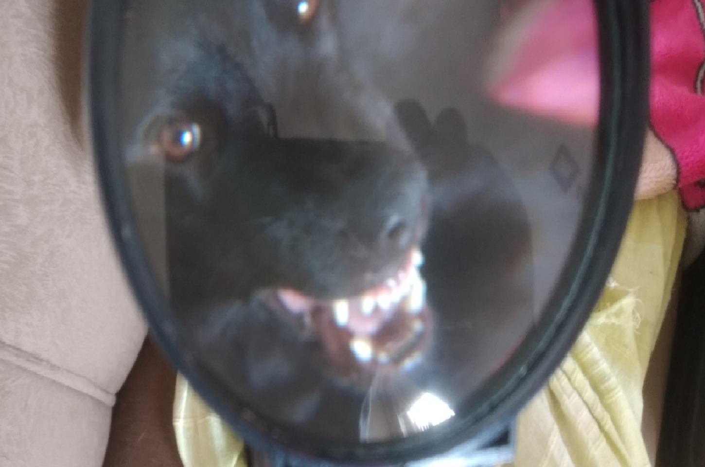 Raiva Canina - Conheça essa doença, os seus sintomas e sabia como tratá-la