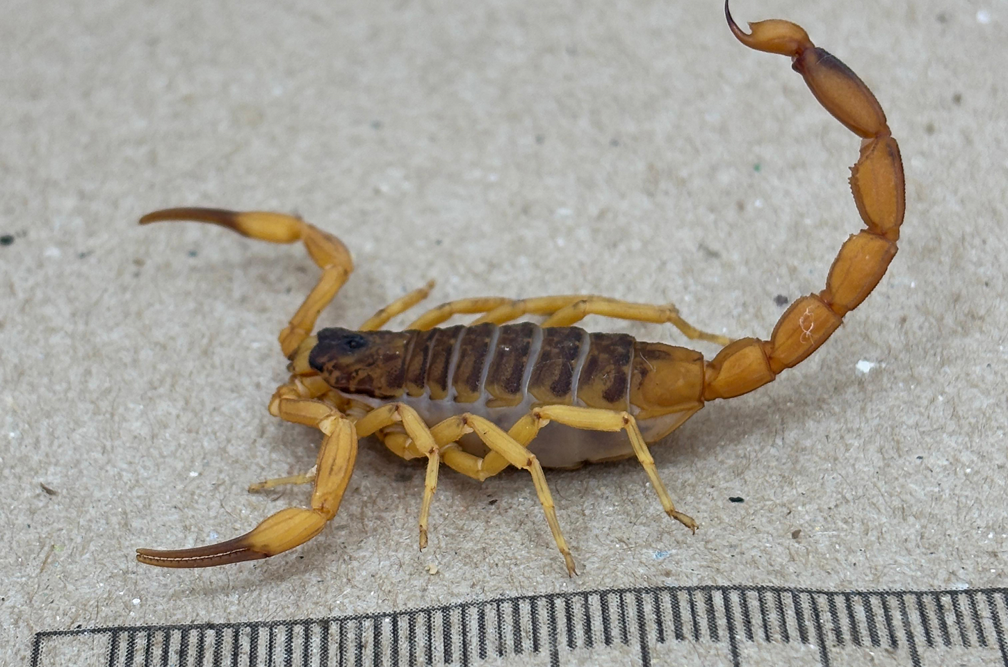 Secretaria da Saúde alerta para cuidados com animais peçonhentos durante o verão