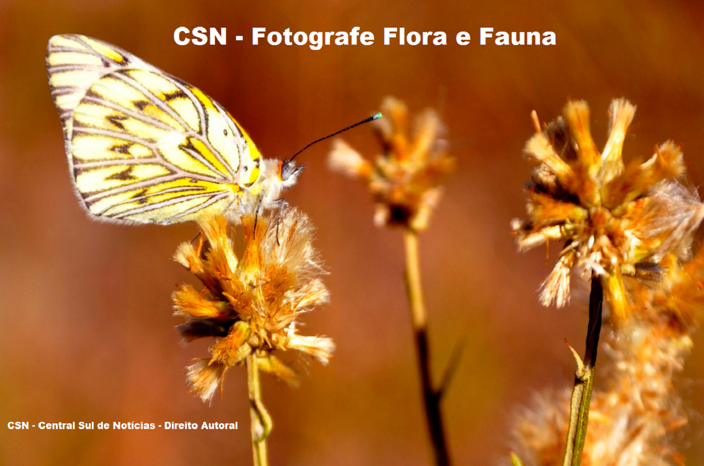 Central Sul de Notícias cria o Projeto Fotografe Flora e Fauna: Preservação e Fotografia