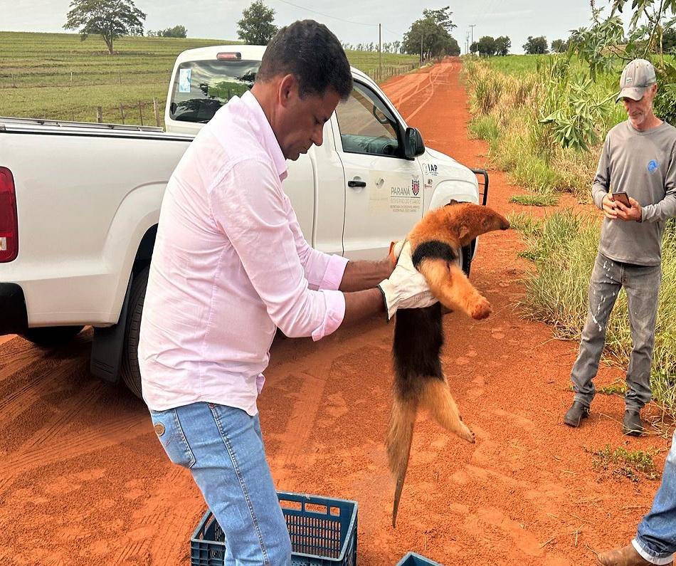 Insitituto Ambiental do Paraná. Técnicos resgatam tamanduá-mirim com vários ferimentos em Xambrê, no Noroeste do Paraná