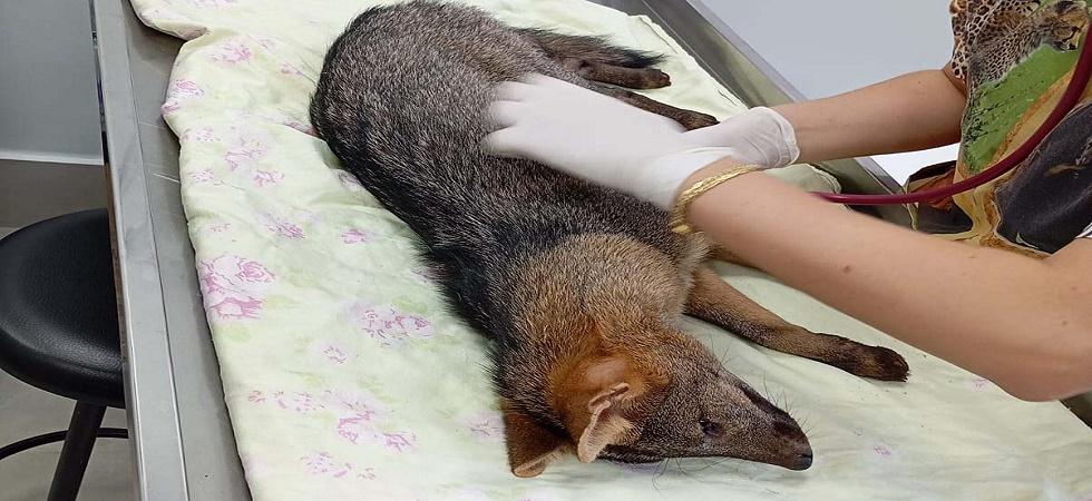 Técnicos resgatam cachorro-do-mato ferido em Toledo