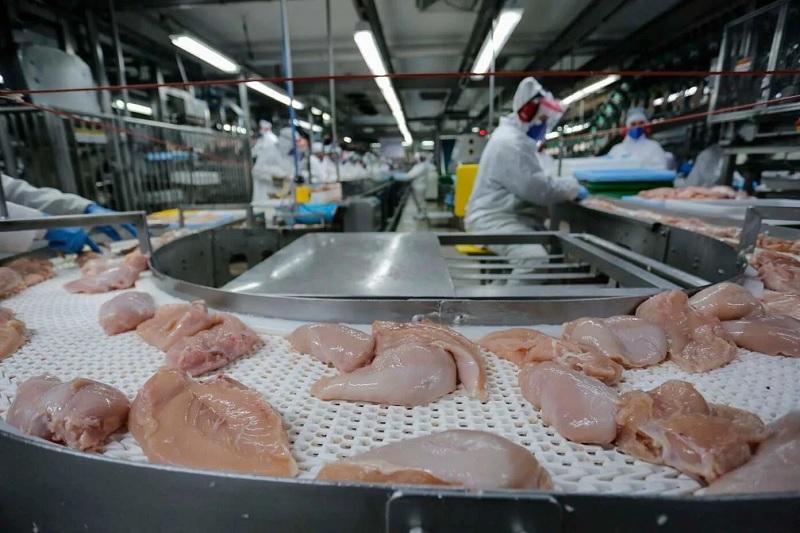 China impõe embargo total à carne de frango brasileira após caso de gripe aviária