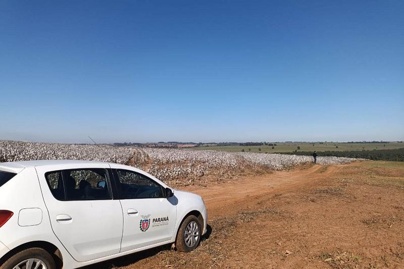 Agricultores paranaenses retomam produção de algodão, cultura com alta rentabilidade