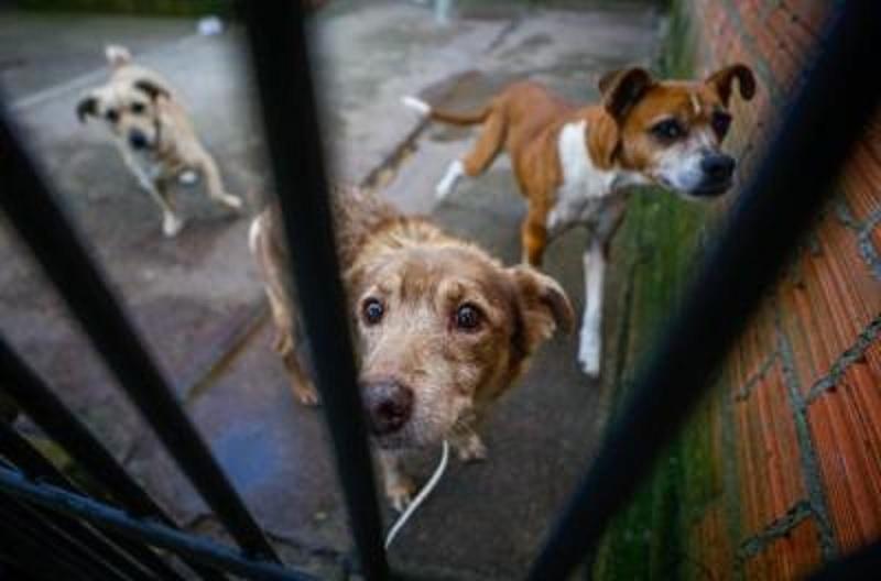 Porto Alegre - Feira no dia 12 de julho terá mais de 100 cães e gatos para adoção