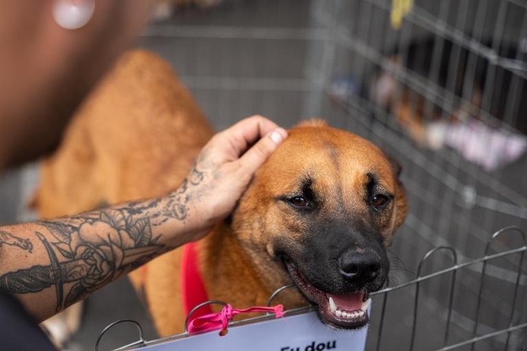 Curitiba. Adote um Pet e ganhe desconto no IPTU
