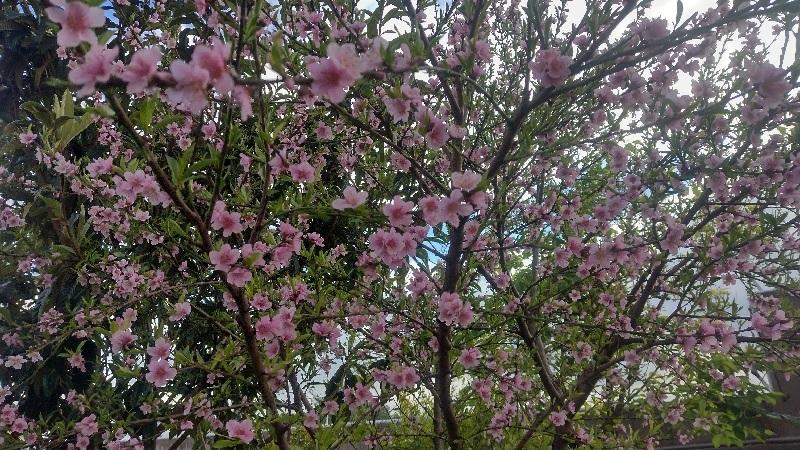 Flores de Pessegueiro: o espetáculo do frio que anuncia a colheita