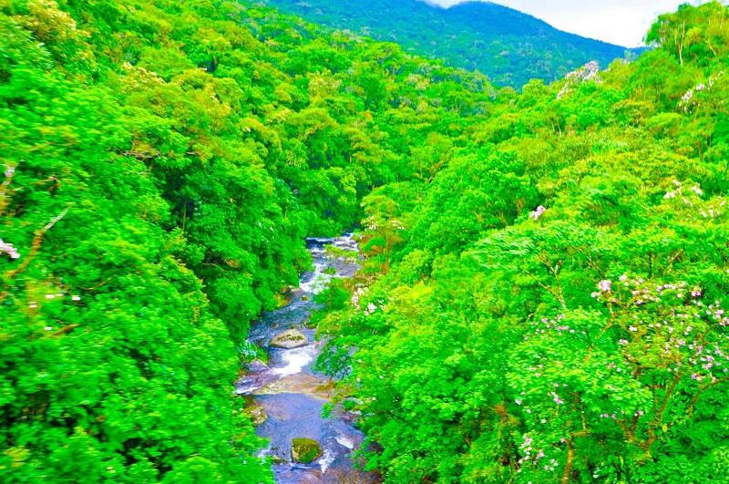 Banco Mundial é confirmado como gestor interino do Fundo Florestas Tropicais