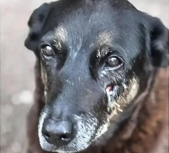 Caso Orelha: Polícia Civil indicia familiares por coação