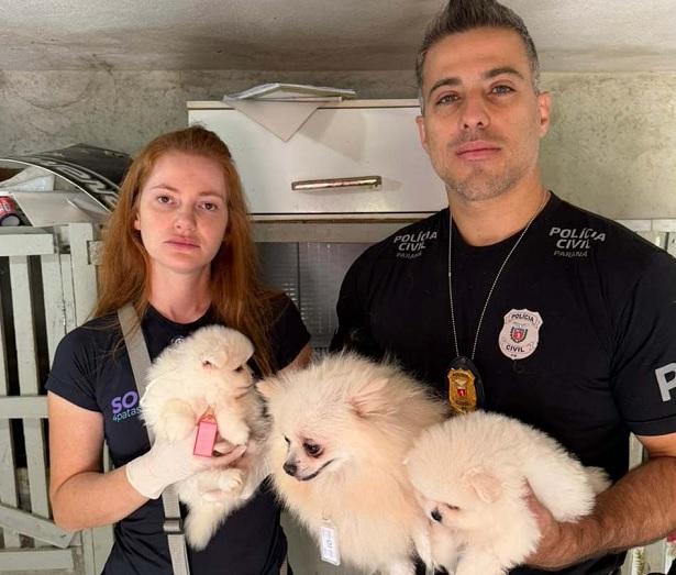 Operação resgata 50 cães spitz alemão vítimas de maus-tratos em Piraquara