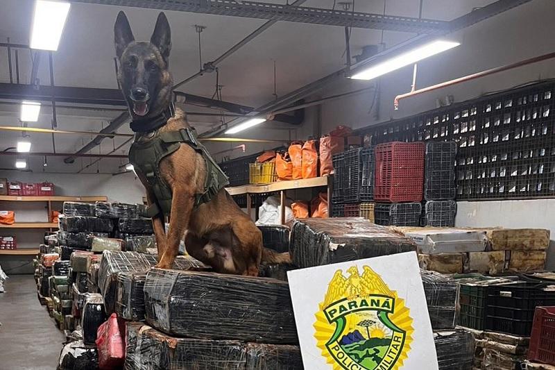 Paraná- Policiais apreendem quase 150 toneladas de drogas com apoio de cães em 2025