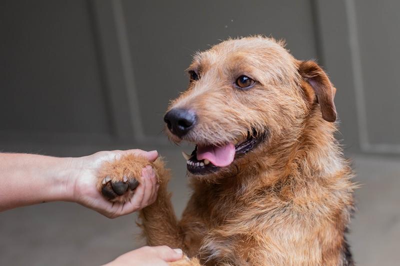 Shopping promove adoção de animais e pode render um novo melhor amigo