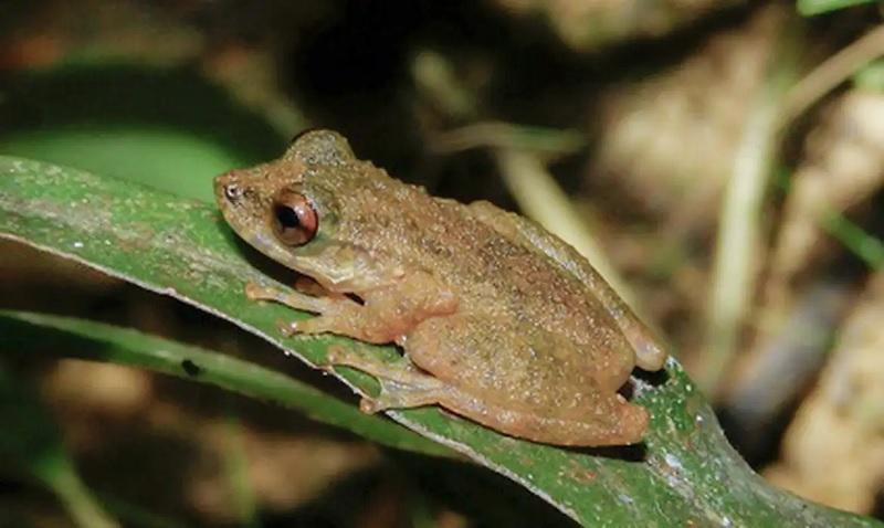Cientistas descobrem nova perereca no Cerrado mineiro